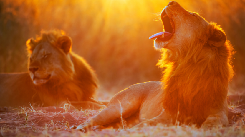 Lions